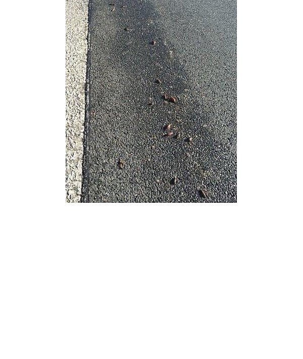 Gefährlich: Dieses Polizeifoto zeigt einige der Schnecken, die sich auf die Autobahn 33 verirrt hatten. - © Polizei