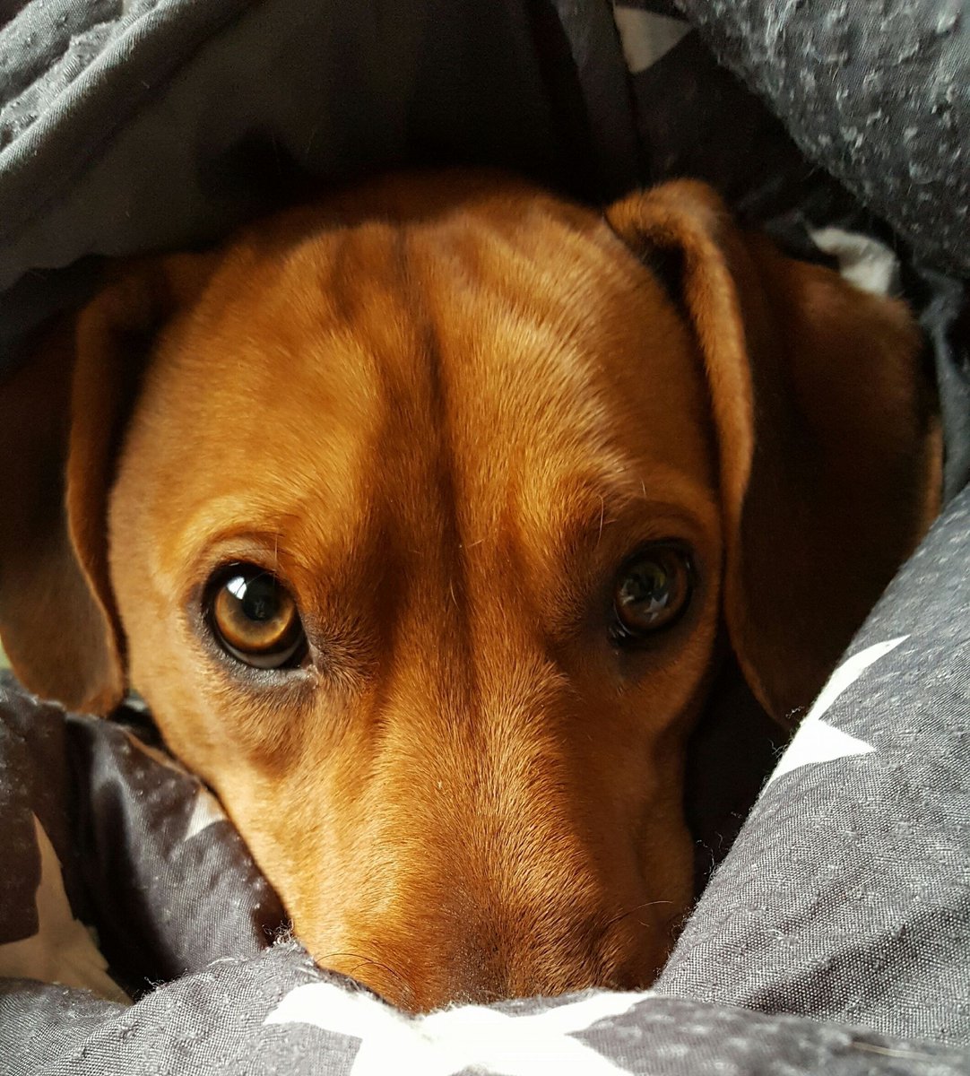 Das sind die schönsten Hunde Bielefelds nw.de