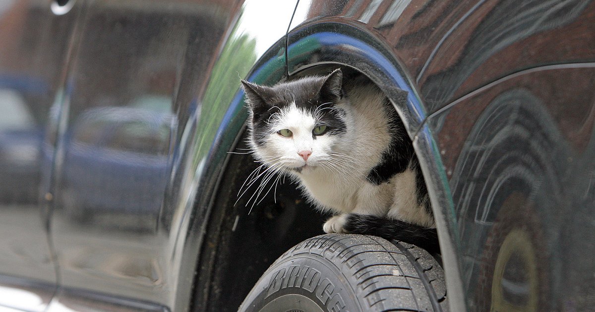 Tierarztpraxis rät Vor dem Losfahren auf die Motorhaube klopfen nw.de Tierarztpraxis rät Vor dem Losfahren auf die Motorhaube klopfen nw.de