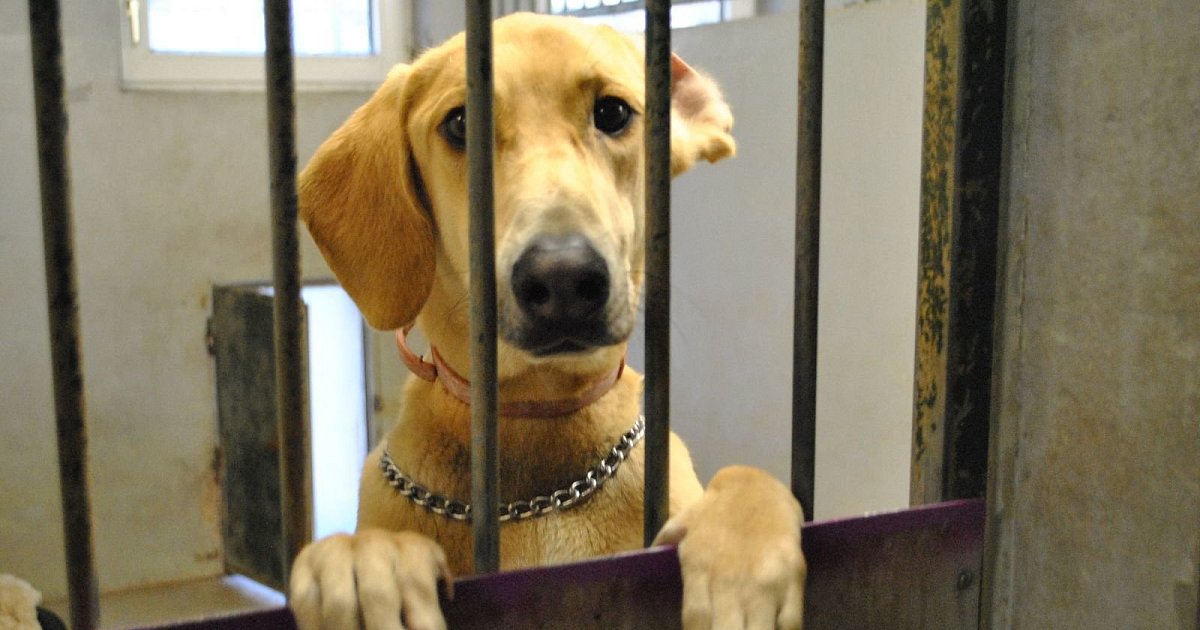 Wer einen Hund aus dem Tierheim nimmt, zahlt keine Steuer nw.de Wer einen Hund aus dem Tierheim nimmt, zahlt keine Steuer nw.de