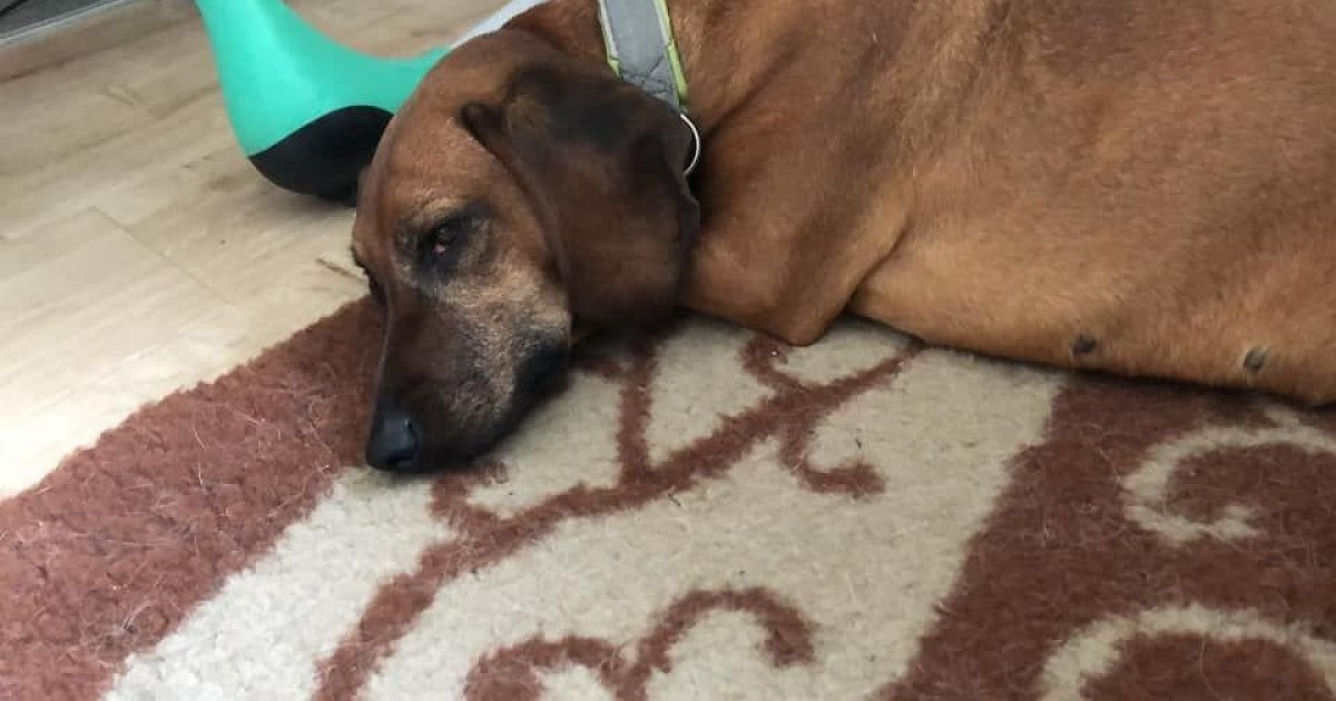 GiftköderAnschlag auf LebensretterHunde in Bielefeld nw.de