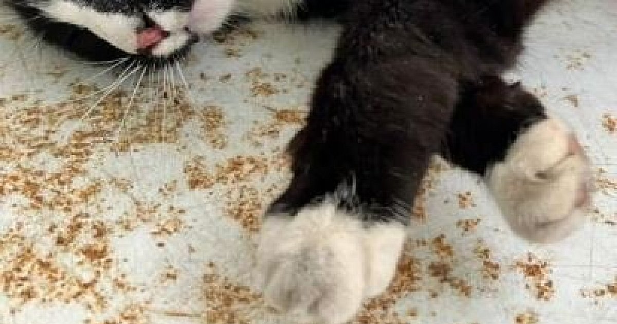 Aufregung im Bielefelder Tierheim: Katzenmutter tot am Straßenrand | nw.de