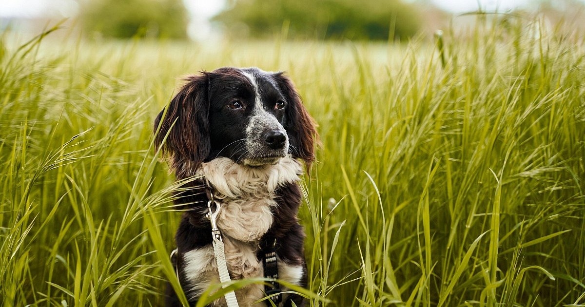 H-xters-Hundewiese-kann-kommen-und-Weserf-hre-Holli-wird-verkauft