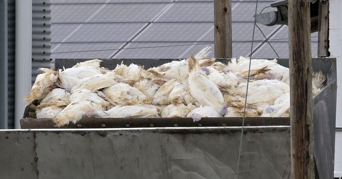Vogelgrippe-breitet-sich-aus-Gefl-gelhalter-fordern-Schutz