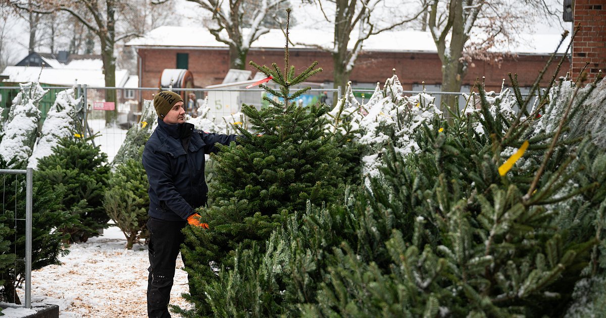 Weihnachtsb-ume-in-OWL-Hier-k-nnen-Sie-Tannen-kaufen-mit-Lieferservice