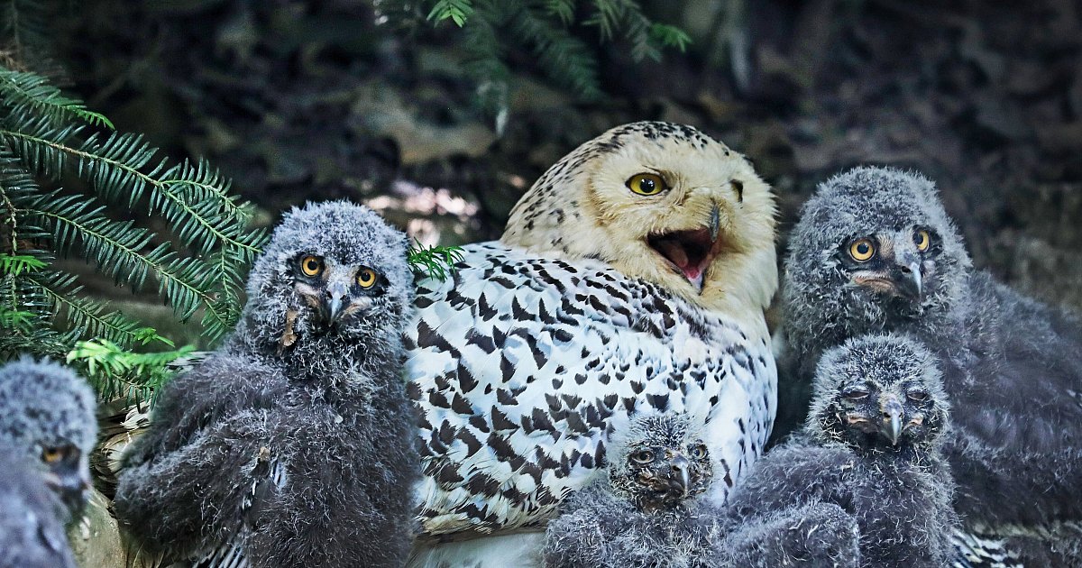 Nachrichten-aus-Bielefeld-Vogelgrippe-Verdacht-Automat-f-r-Tiere-Ende-einer-Baustelle