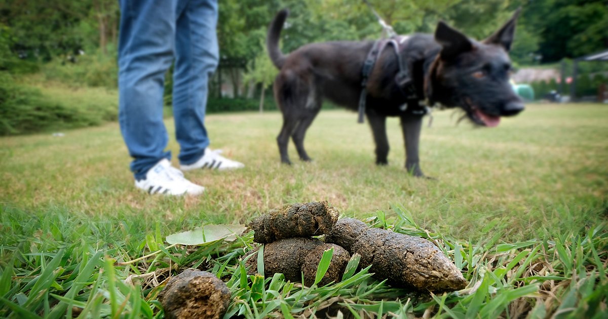 Bielefelds-ekligstes-Problem-eskaliert-Hundekot-sogar-auf-Gr-bern-und-Sportpl-tzen