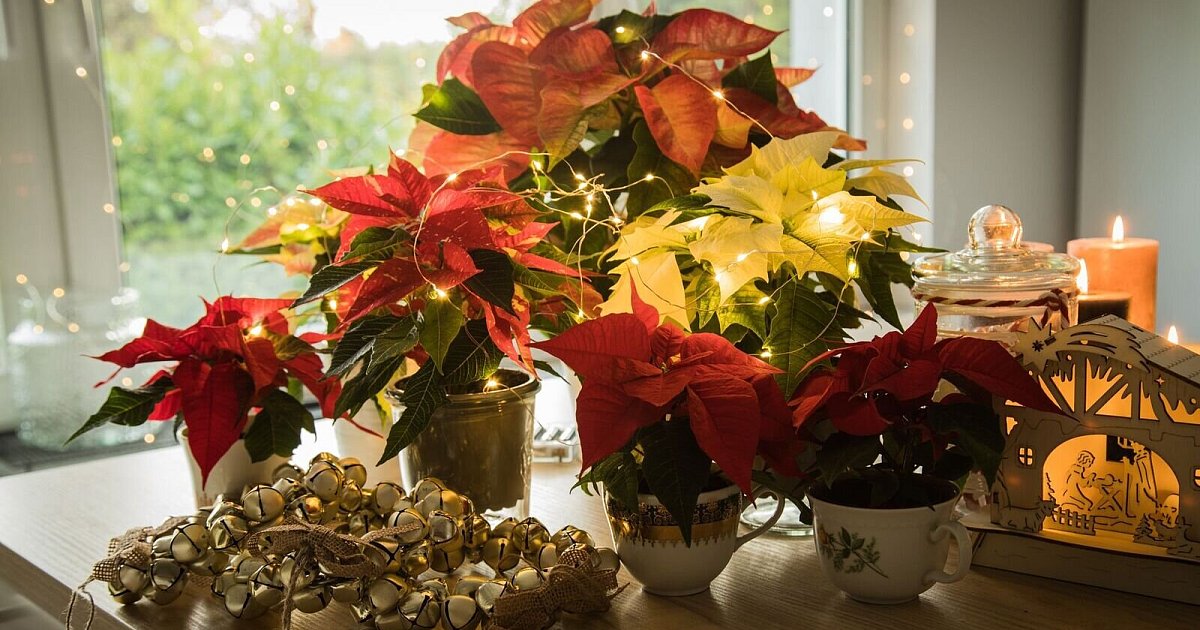 Wissen-f-r-Eltern-Diese-Weihnachtspflanzen-sind-giftig