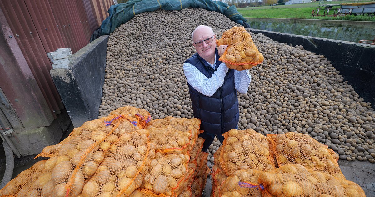 Rekord-Kartoffelernte-in-NRW-So-profitieren-Bed-rftige-in-OWL