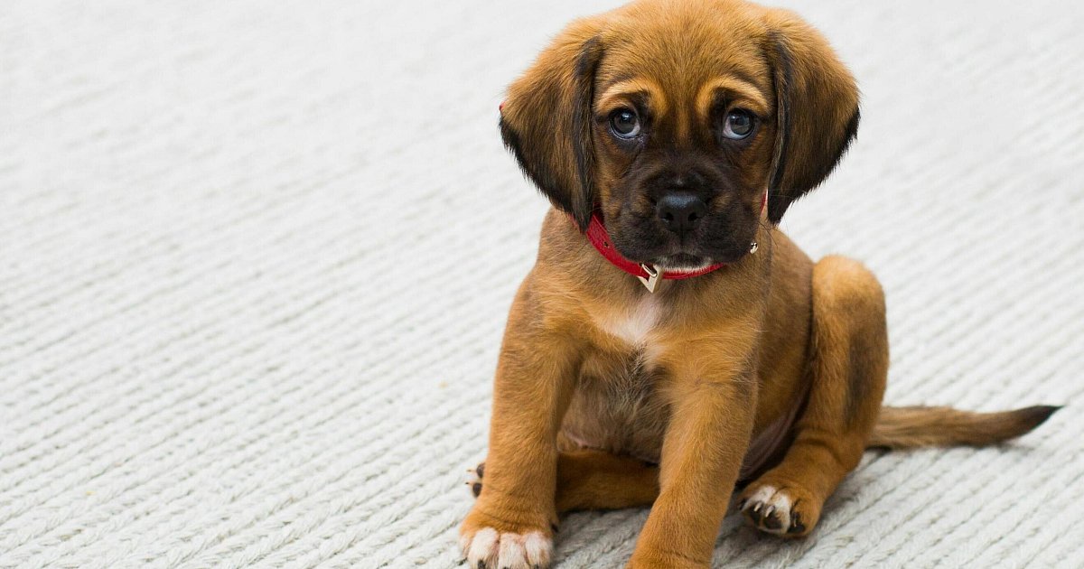 Illegaler-Welpenhandel-75-Hunde-in-Stemwede-und-Halle-von-Veterin-r-mtern-sichergestellt