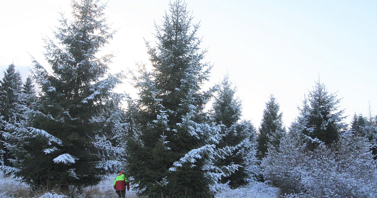Lichtenau-NRW-Vertretung-in-Berlin-bekommt-Weihnachtsbaum-aus-der-Egge