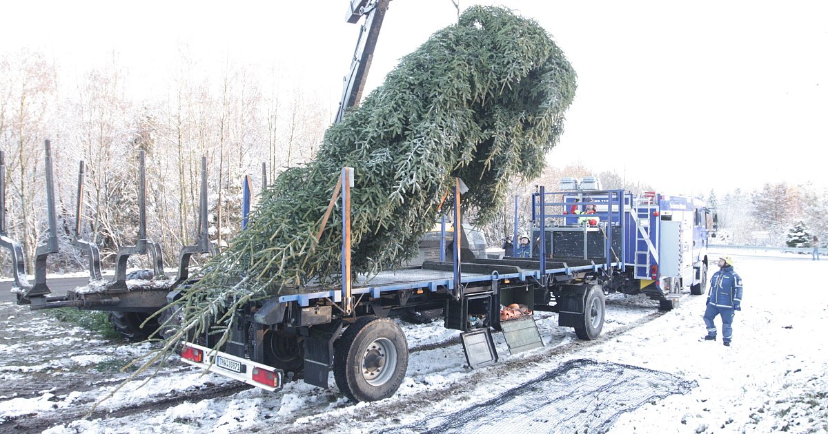 NRW-Weihnachtsbaum-f-r-Berlin-kommt-aus-der-Egge-im-Kreis-Paderborn