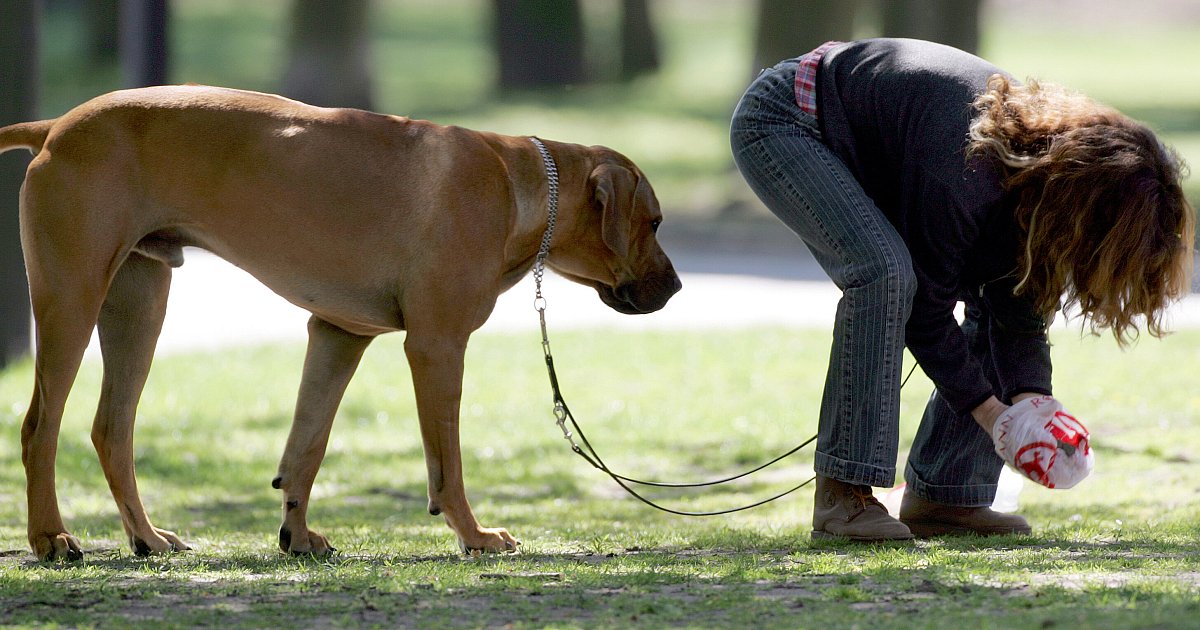 Hundekot-ist-berall-widerlich-auf-Bielefelds-Gr-bern-aber-eine-Ungeheuerlichkeit