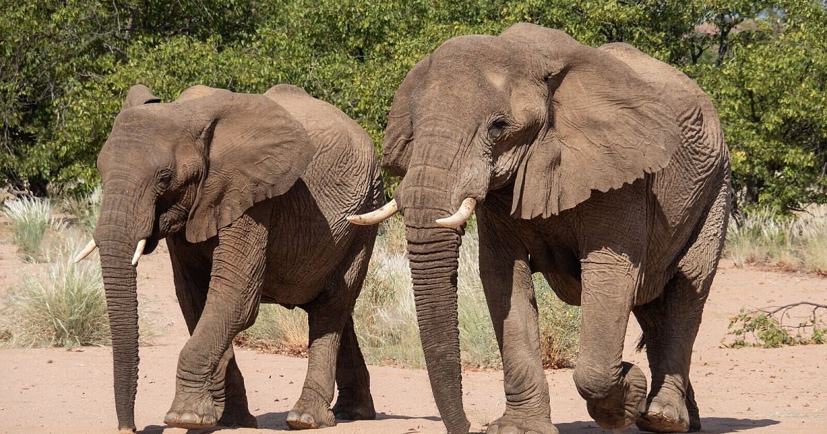 Artenschutzkonferenz-Elefanten-Haie-und-Aale-im-Visier