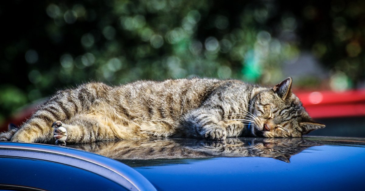 Vogelgrippe-breitet-sich-im-Kreis-Herford-aus-Wie-Tierhalter-Hunde-und-Katzen-sch-tzen