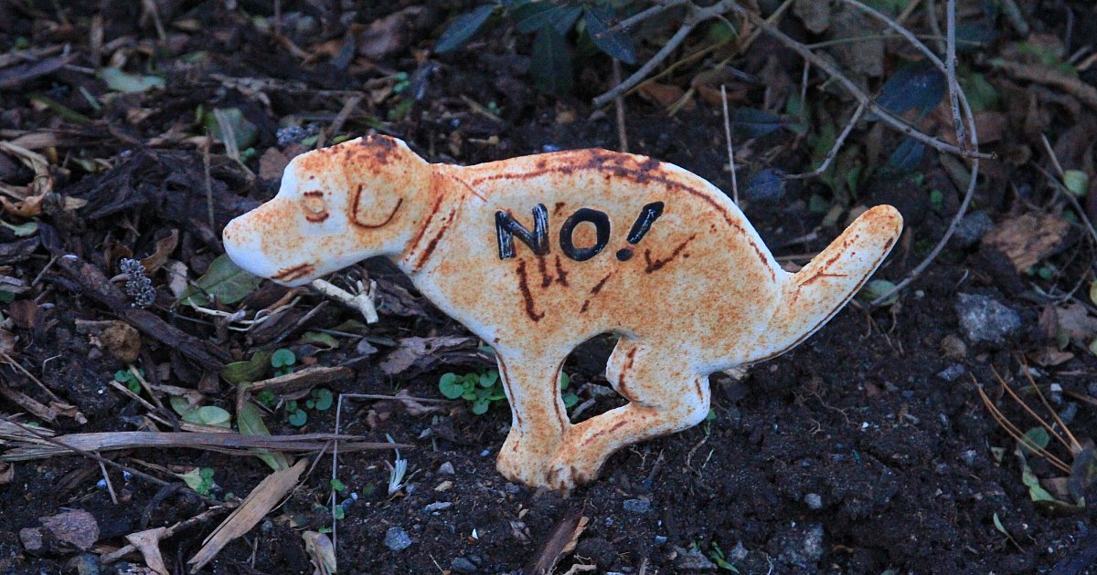 Hundekot-auf-Gr-bern-in-Bielefeld-So-finden-das-die-NW-Leser