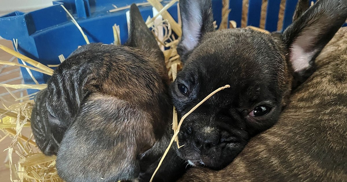 EU-Einigung-Strengere-Regeln-gegen-illegalen-Welpenhandel