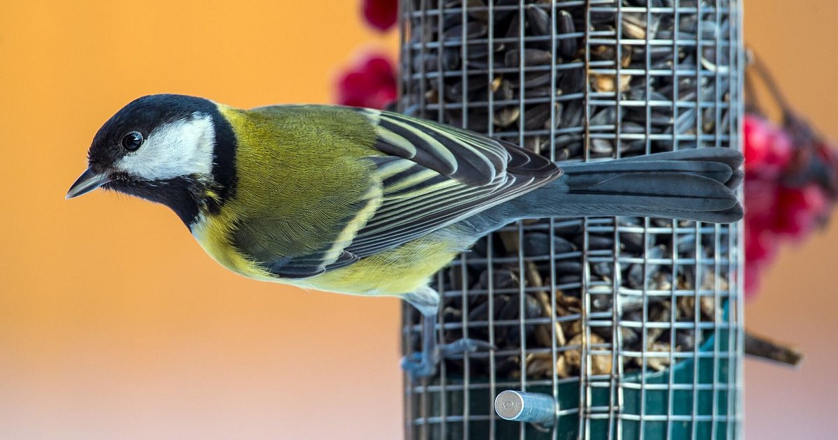 Bitte-kein-Brot-So-helfen-Sie-Meisen-Co-durch-den-Winter