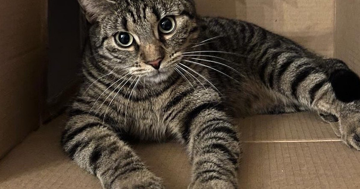 -Wir-wollen-Tierbesitzer-warnen-Kater-in-B-ren-mutma-lich-mit-Luftgewehr-erschossen