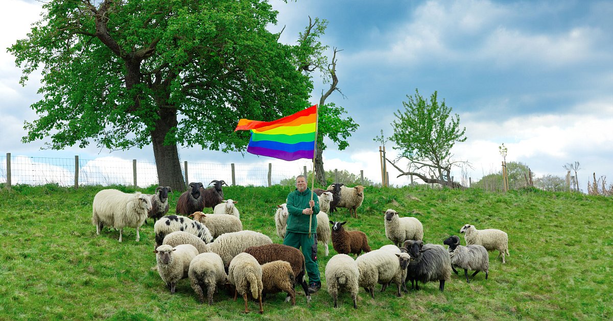 Schwule-Schafe-aus-L-hne