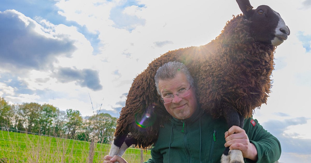 Schwule-Schafe-aus-L-hne-von-Popstar-Bill-Kaulitz-auf-dem-New-Yorker-Laufsteg