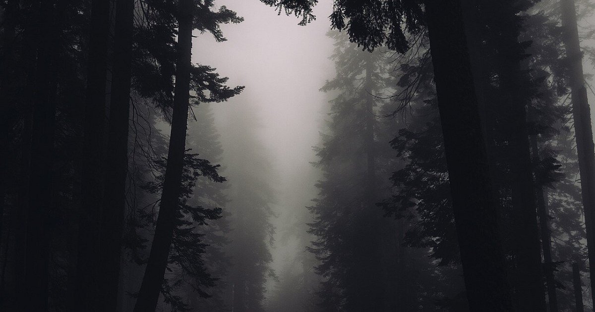 Hund-in-der-K-lte-festgebunden-Bielefelder-Tierretterin-jagt-Halter-durch-den-Wald