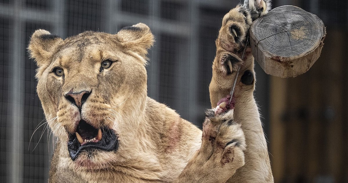 L-win-t-tet-Eindringling-in-brasilianischem-Zoo