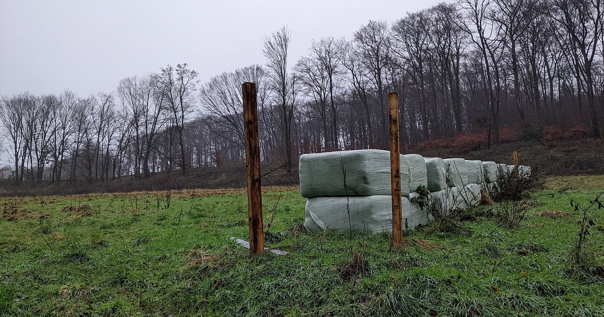 Illegal-erweiterte-Reitanlage-im-Kreis-G-tersloh-Behandelte-Weidez-une-sind-abgebaut