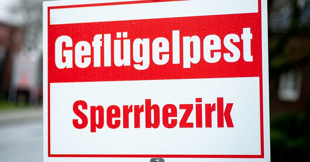 Fast-50-000-Tiere-im-Kreis-G-tersloh-get-tet-dramatische-Folgen-von-Gefl-gelpest