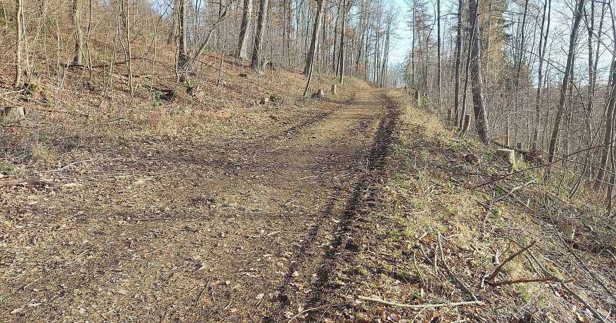 Warburg-f-llt-B-ume-am-HPZ-Startschuss-f-r-den-Sport-und-Klimapark