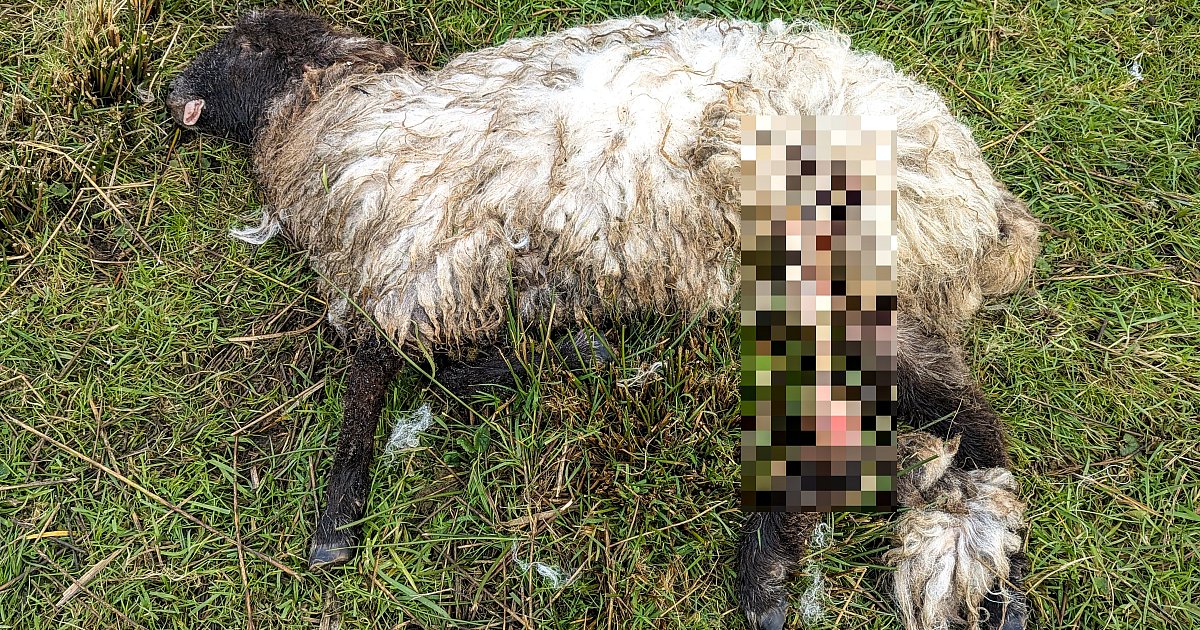 Seltsame-Bissspuren-Welches-Tier-hat-ein-hilfloses-Lamm-in-Hiddenhausen-get-tet-