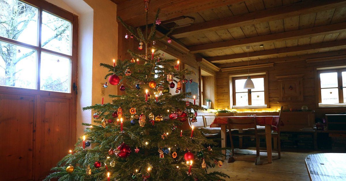 Tipps-f-r-den-Kauf-Welcher-Weihnachtsbaum-passt-zu-mir-