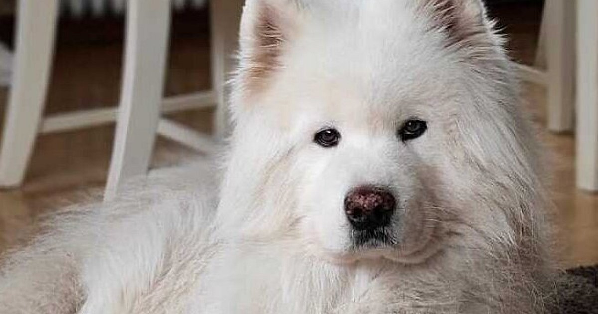 Abstimmung-jetzt-gestartet-Kreis-Herford-sucht-das-Haustier-des-Jahres-2025