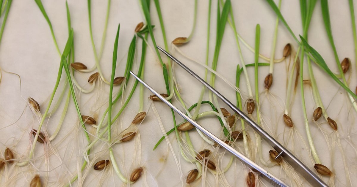 Was-hat-die-EU-zum-Thema-Gentechnik-entschieden-