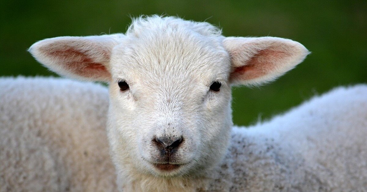 Kurzmeldungen-aus-Hiddenhausen-Gesang-im-Advent-und-ein-totes-Lamm