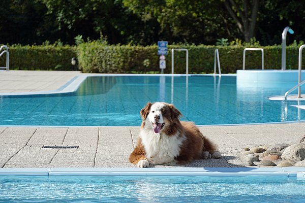 Der Hund kann den Schwimmspaß kaum erwarten und ist auf dem Sprung. - © Stadt Brakel