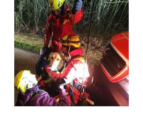 Sicher am Boden: der Hund nach der Rettungsaktion - © Sebastian Ewen/Feuerwehr Beverungen
