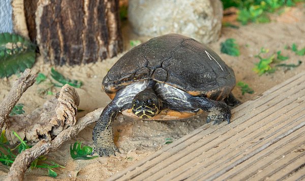 Berta ist Vorbild fürs Maskottchen des Bad Oeynhausener Kinderherzzentrums. - © HDZ NRW