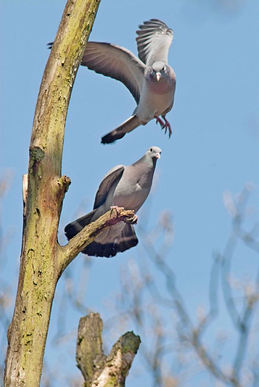 Im Furlbachtal holt sich die Natur ihr Gebiet zurück nw.de Im Furlbachtal holt sich die Natur ihr Gebiet zurück nw.de