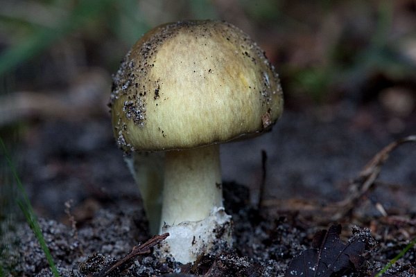 Besonders giftig: der Grüne Knollenblätterpilz (Amanita phalloides). - © picture alliance/dpa/dpa-tmn