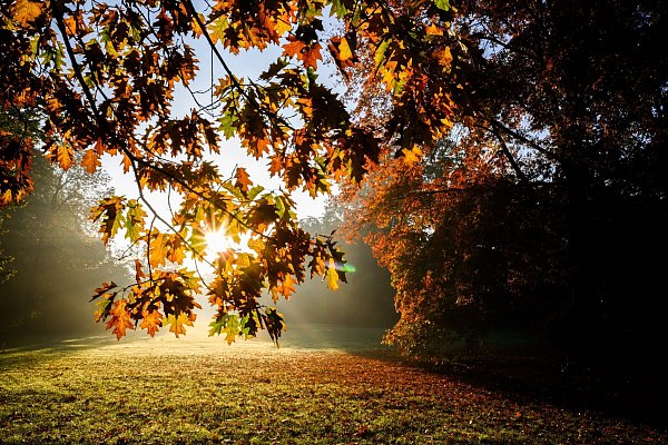 Wenn es Herbst wird, verfärben sich die Blätter und fallen von den Bäumen ab. Das sorgt für Arbeit. - © dpa