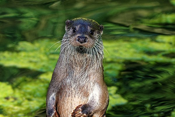 Zahlreiche Tiere leben im Heimat-Tierpark Olderdissen. Darunter auch Otter. - © Steve McAlpine