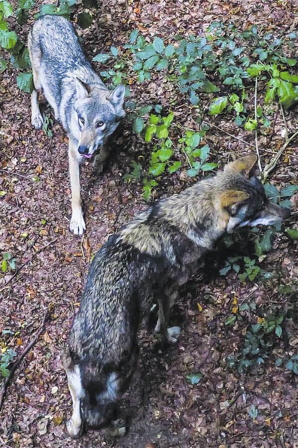 Ruhiger geht es bei Aik und Rieke im Wolfsgehege zu. Immerhin: Sie haben sich gut aneinander gewöhnt. - © Kurt Ehmke