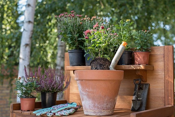 Auch bei kühlen Temperaturen muss der Balkon nicht trist bleiben: Robuste Frühblüher trotzen dem Frost. - © pixabay