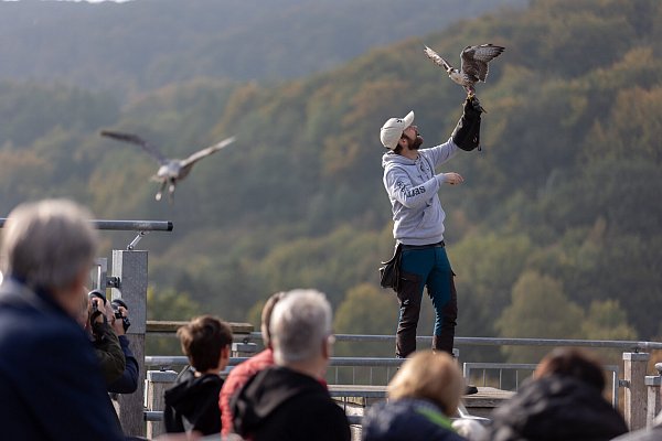 Ziegenbabys hin oder her - natürlich gibt es nach wie vor die anmutigen Vögel zu bestaunen: Falkner und Greifvögel sind ein eingespieltes Team. - © Torben Gocke