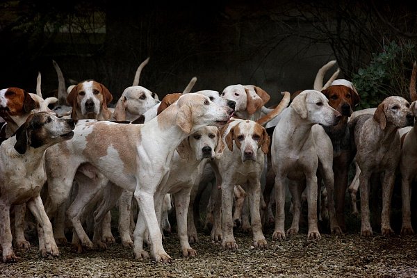 Teamarbeit und Führungskompetenz hilft auch dabei, "Leader of the Pack" zu werden. - © Dorota Kudyba/Pixabay