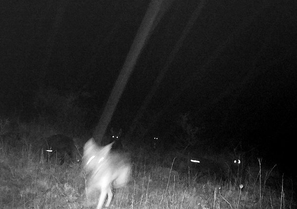 Die Bilder einer Fotofalle zeigen die sechs jungen Wolfsmischlinge auf einem Truppenübungsplatz in Ohrdruf (Thüringen). - © dpa