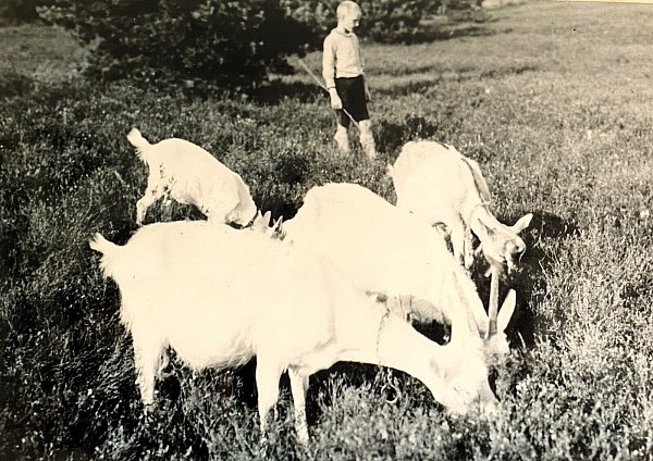 Die Ziegen des Dorfes mussten bewacht werden. Vielfach kümmerten sich die Hütejungen darum. - © Repro: Horst Biere / Quelle: Archiv Höltke