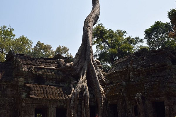 Berühmt: Ta Prohm zählt zu den meist besuchtesten Tempeln in Angkor. Weil er schon als Filmkulisse diente, trägt er den Beinamen Hollywood-Tempel. - © Andreas Marion