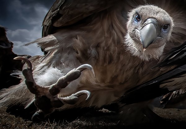 Dieses Foto von Xingchao Zhu mit dem Titel "Achtung" ist bei der Glanzlichter-Ausstellung in Paderborn zu sehen. - © Xingchao Zhu